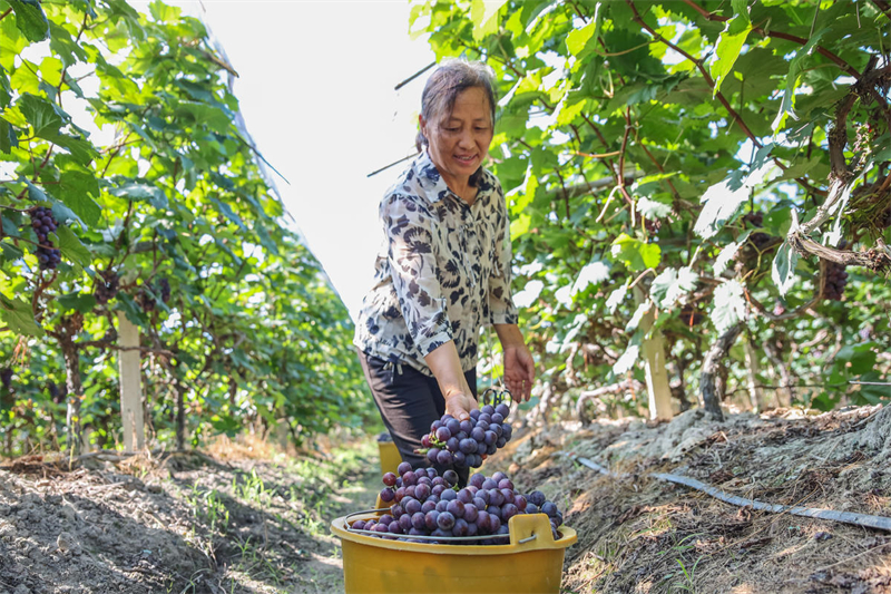 Hunan : les raisins de Lanshan rivalisent de fra?cheur et arrivent sur le marché