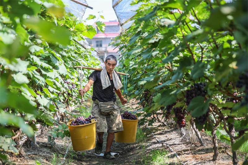 Hunan : les raisins de Lanshan rivalisent de fra?cheur et arrivent sur le marché