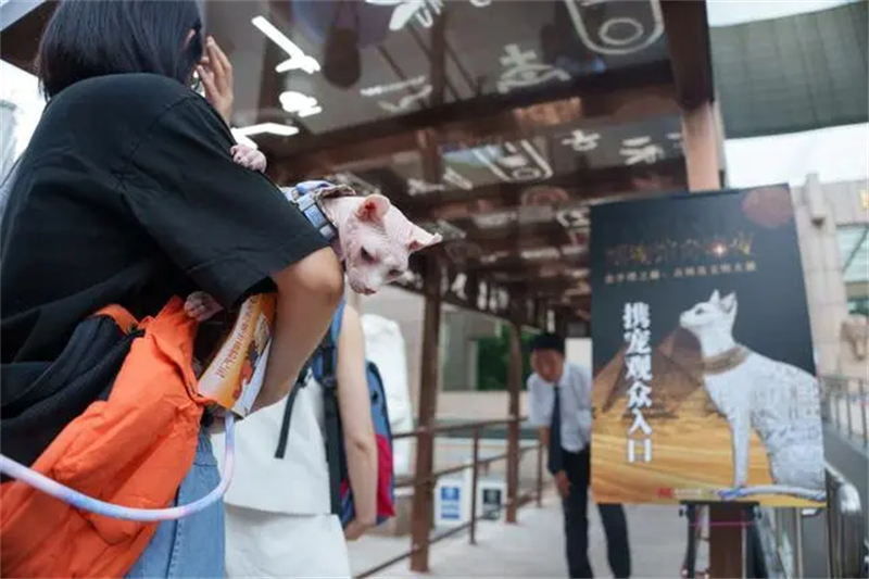 Le Musée de Shanghai organise une incroyable nuit pour les chats