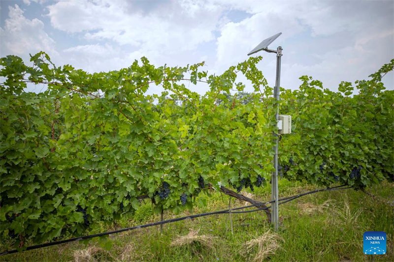 Ningxia : des systèmes d'irrigation intelligents appliqués dans les vignobles stimulent l'industrie viticole locale à Yinchuan