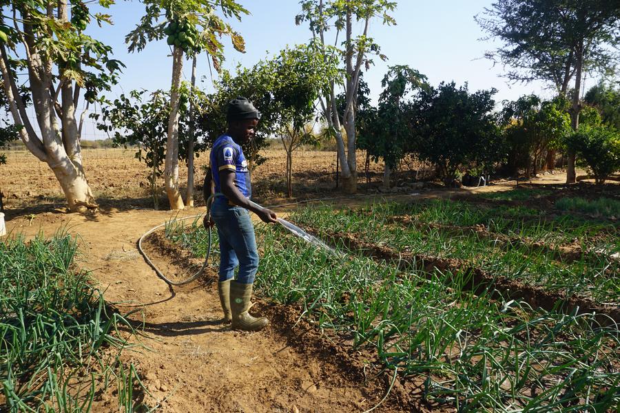 Un agriculteur arrose des plantes à l'aide d'un matériel d'irrigation alimenté par l'énergie solaire dans le district de Chibombo, dans le centre de la Zambie, le 24 juillet 2023. (Xinhua/Lillian Banda)