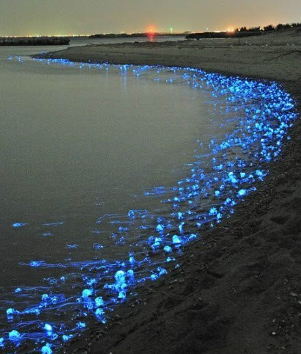 Des watasenia scintillans, une espèce de calmar, dans la mer au pied du mont Fuji au Japon.