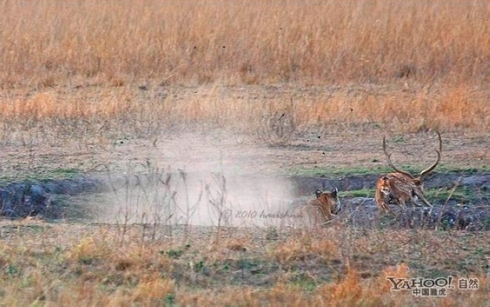 Tigre, un grand prédateur terrestre (27)