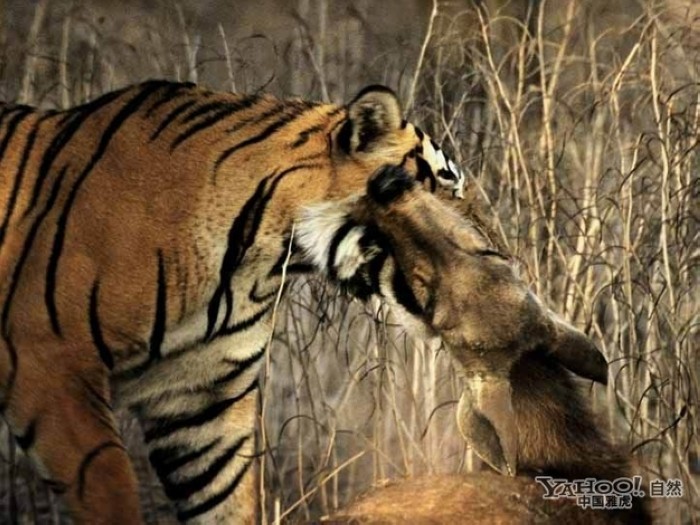 Tigre, un grand prédateur terrestre (9)