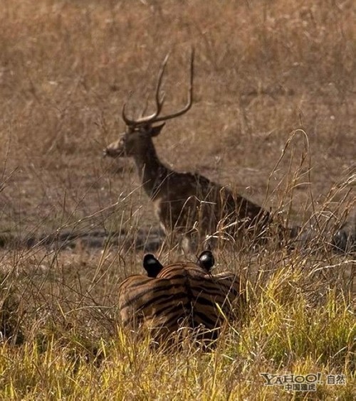 Tigre, un grand prédateur terrestre (5)