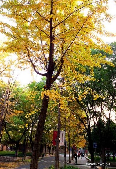 Paysage automnal à Jinan (3)