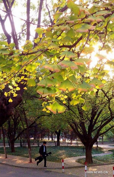 Paysage automnal à Jinan (5)