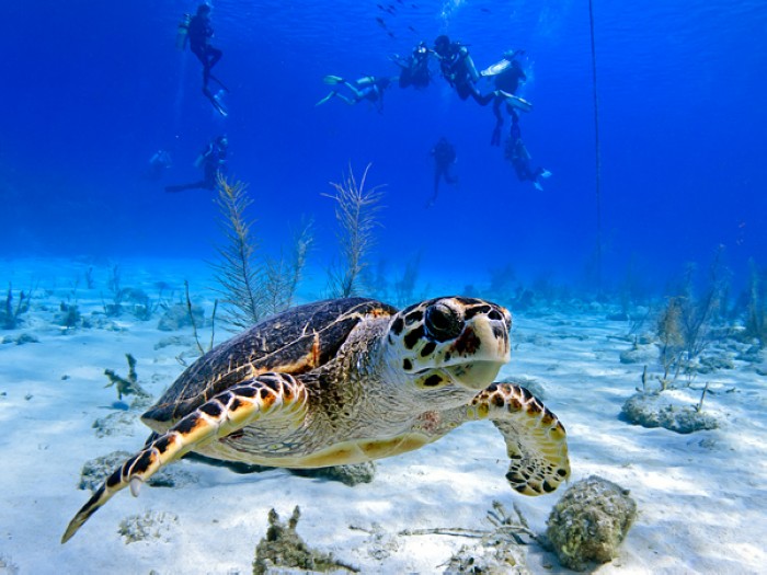 Les ?les Ca?mansLes ?les Ca?mans sont situées à l'ouest de la mer des Cara?bes. Elles regroupent trois ?les : Grand Cayman (197km2, l'?le la plus grande et la plus commercialisée), Cayman Brac (36km2) et Little Cayman qui n'a pas encore été exploitée. Imaginez un voyage de détente aux ?les Ca?mans : une promenade sur la plage des Sept miles et une rencontre avec les tortues vertes dans une eau vert marbre.