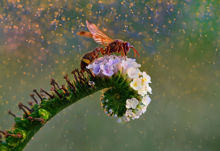 Des insectes sous l'objectif macro