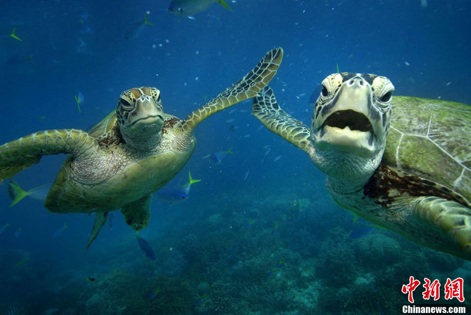 Le 18 septembre 2012 près du récif Moore en Australie, deux tortues ? font le high five ? avec leur pattes. (Photo : icpress.cn)