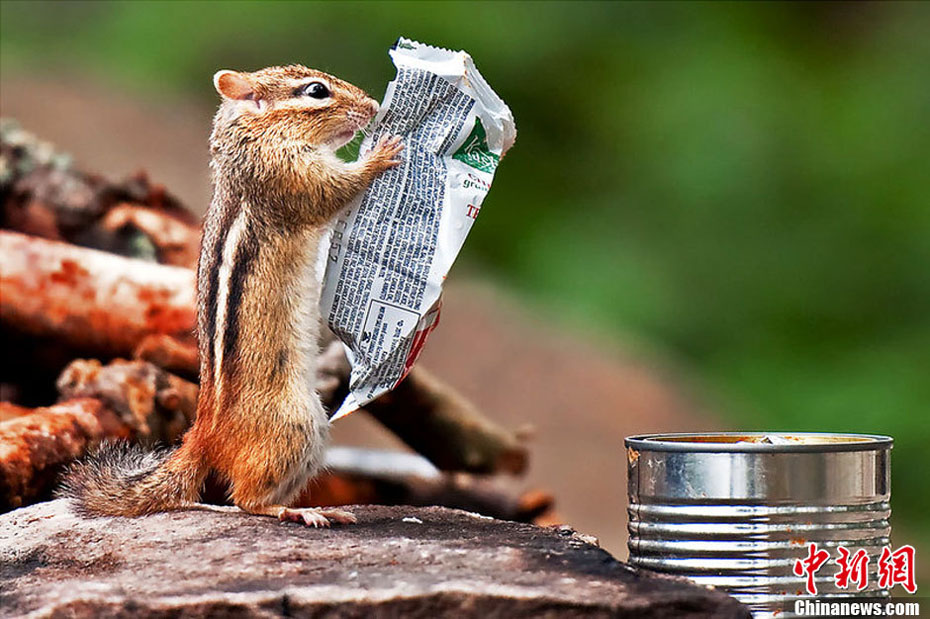 Près du lac Ontario au Canada, un petit tamias est en train d' ? examiner ? des ingrédients de son petit-déjeuner imprimés sur l'emballage. (Photo : icpress.cn)