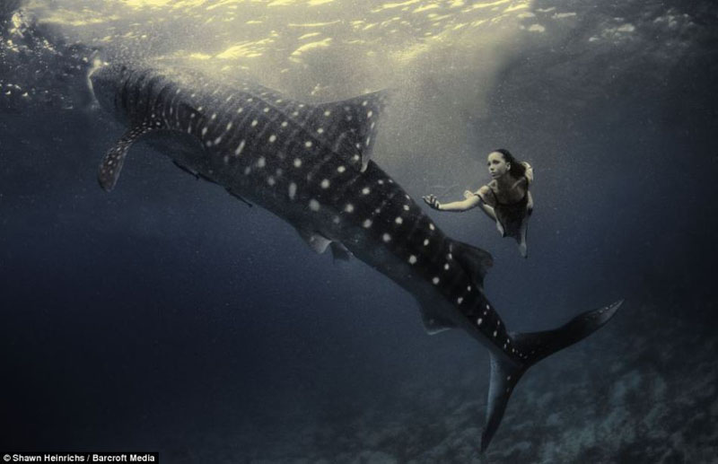 Deux mannequins qui nagent avec les requins dans la mer (7)