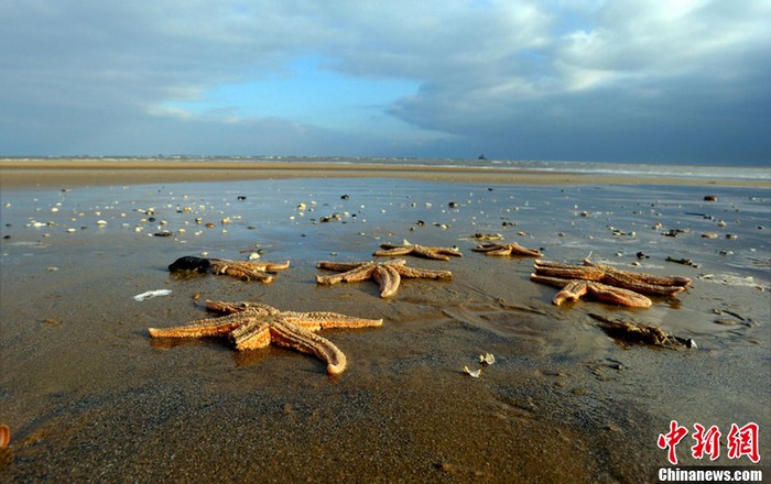 4000 étoiles de mer mortes s'échouent sur une plage de Grande-Bretagne