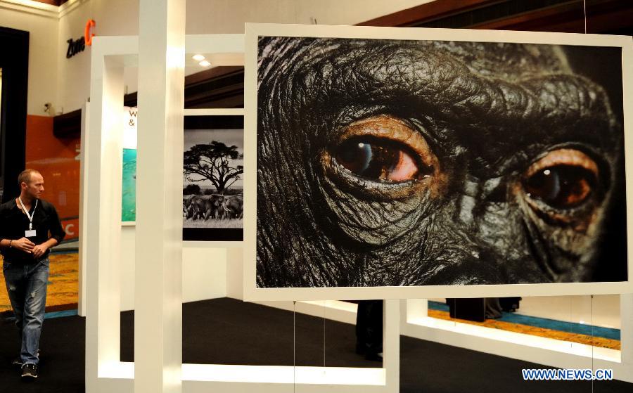 Un visiteur regarde des photos des animaux sauvages en péril à la 16ème séance de la Convention sur le commerce International des espèces de faune et de flore sauvages menacées d'extinction (CITES), à Bangkok, en Tha?lande, le 4 mars 2013. La CITES aura lieu du 3 jusqu'au 14 mars à Bangkok avec la participation des défenseurs de l'environnement venant de quelque 180 pays et régions. (Xinhua/Gao Jianjun)