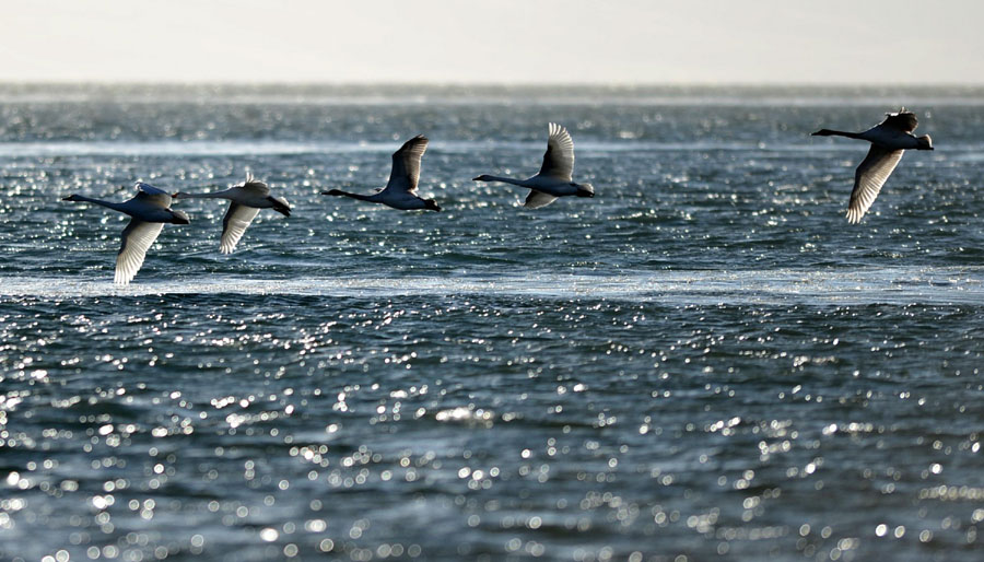 Le 12 décembre 2012, des cygnes volent au-dessus du lac Qinghai, dans la province du Qinhai, au nord-ouest de la Chine, dans la province du Qinghai, le 12 décembre 2012.