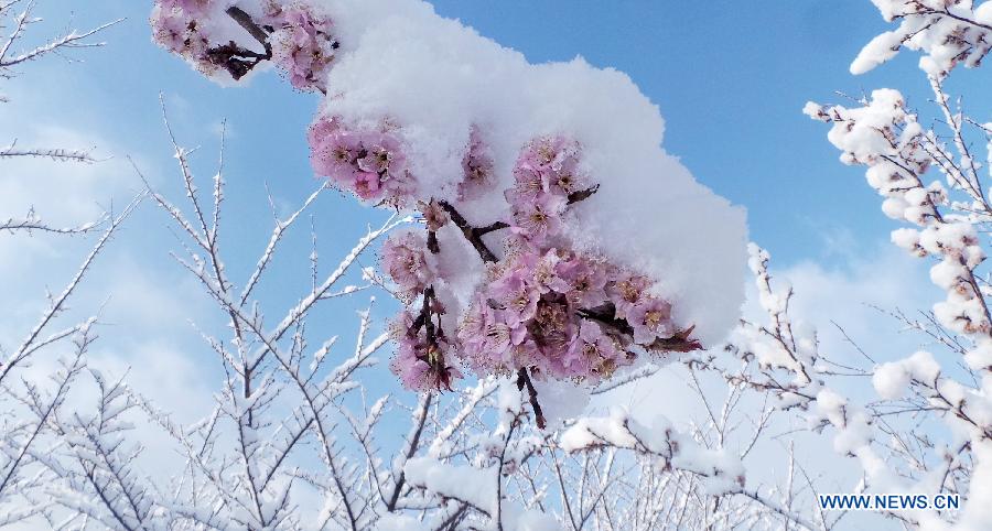 Les fleurs de cerisier sous la neige de mars à Beijing (4)