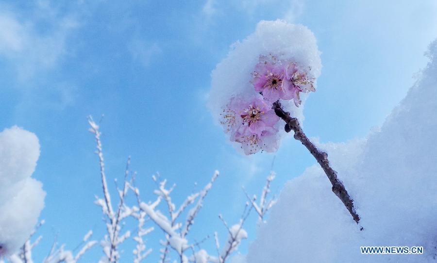 Les fleurs de cerisier sous la neige de mars à Beijing