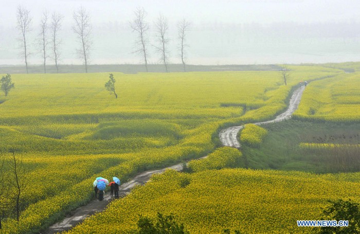 Floraison des colzas dans l'est de la Chine