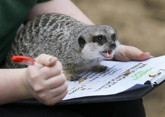 Des animaux adorables dans les zoos à travers le monde (15)