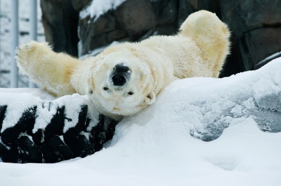 Des animaux adorables dans les zoos à travers le monde (8)