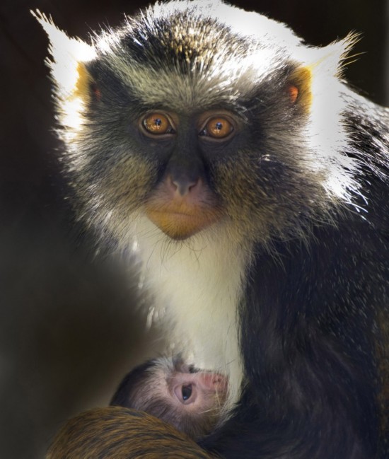 Des animaux adorables dans les zoos à travers le monde (6)