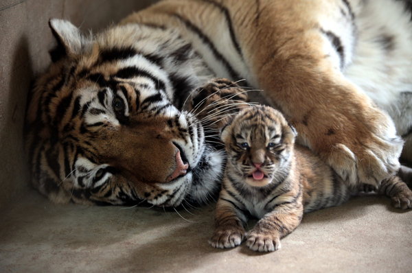 Une tigresse avec un de ses petits triplés dans un zoo de Shenyang, capitale de la Province du Liaoning, le 17 avril 2013.[Photo / CFP]