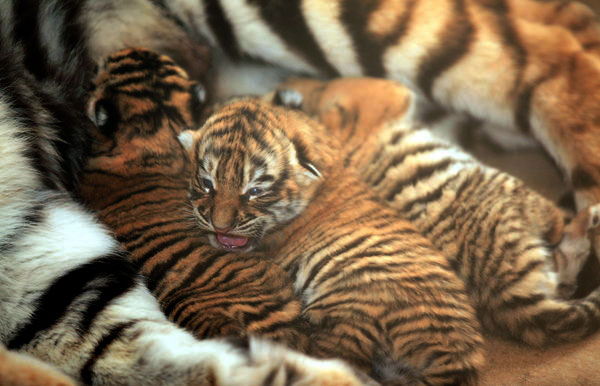 Un des petits triplés nés dans un zoo de Shenyang, capitale de la Province du Liaoning, le 17 avril 2013.[Photo / CFP]