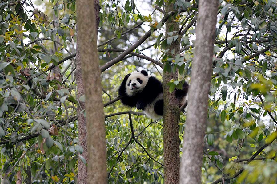 Les pandas géants des zones sinistrées sont en bonne santé (4)