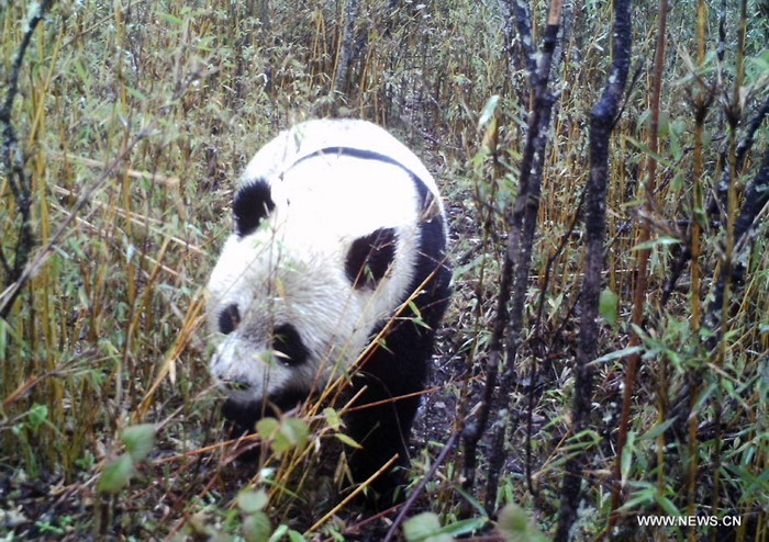 La plus grande réserve chinoise capture des photos de pandas sauvages