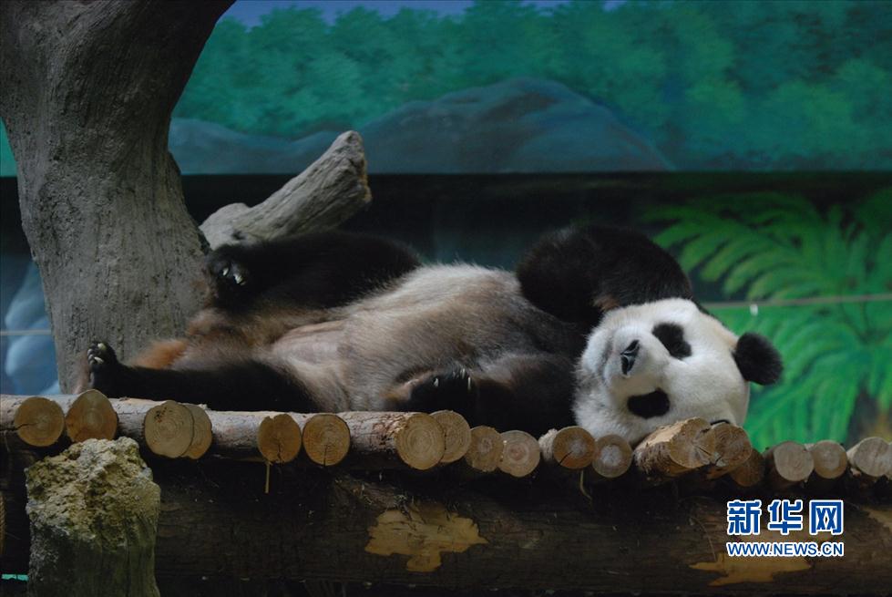 Le bébé panda se porte bien au zoo de Taipei (5)