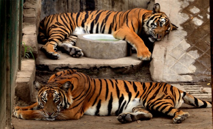 Deux tigres ont trouvé un peu d'ombre pour se reposer, au zoo de Wangcheng Park à Luoyang, la province du Henan, le 25 juillet 2013