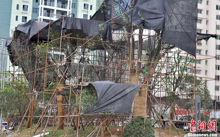 Le 5 ao?t, des arbres-parasols à Wuhan. 