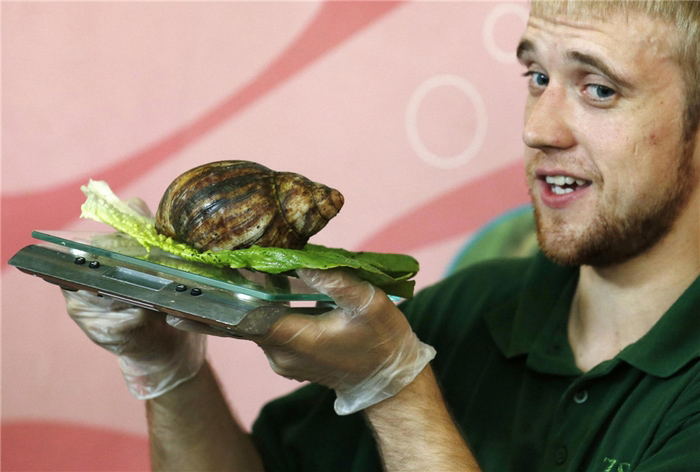 Le gardien Jeff Lambert tient une balance alors qu'il pèse un escargot géant africain.