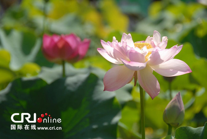 Beijing : la fête des lotus au parc Yuanmingyuan