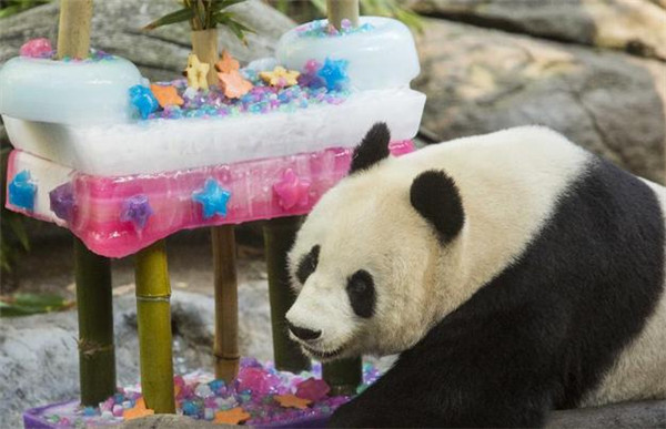 Le panda géant Bai Yun pose avec un gateau d'anniversaire lors de la célébration de son 22e anniversaire  au zoo de San Diego à San Diego, aux états-Unis, le 7 septembre 2013. Bai Yun s'est vu offrir un gateau de glace de cinq mètres de haut et 215 livres juste avant que le parc n'ouvre au public. Le zoo a précisé que le gateau, qui a demandé quatre semaines de fabrication, était fait de glace, de bambou, de fruits et d'un gla?age d'igname en purée. [Photo / Xinhua]