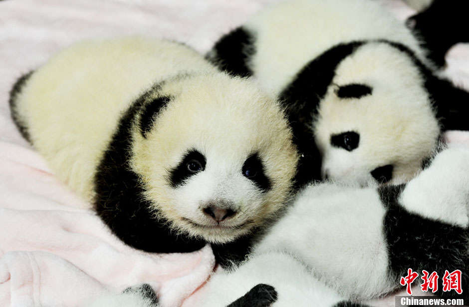 Quatorze pandas géants, tous nés cette année, font leurs débuts à la base de recherche et de reproduction de pandas géants de Chengdu. Le Centre du Sichuan et ses 128 pandas forment la plus grande population de pandas en captivité dans le monde. [Huang Zhiling/China Daily]