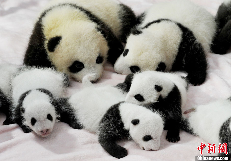 Quatorze pandas géants, tous nés cette année, font leurs débuts à la base de recherche et de reproduction de pandas géants de Chengdu. Le Centre du Sichuan et ses 128 pandas forment la plus grande population de pandas en captivité dans le monde. [Huang Zhiling/China Daily]