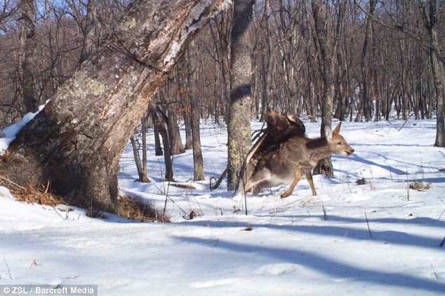 L'attaque hardie d’un aigle royal sur un cerf sika (4)