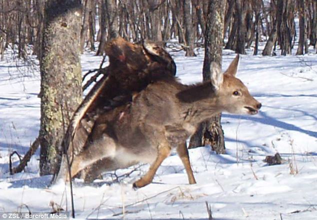 L'attaque hardie d’un aigle royal sur un cerf sika