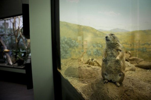 La tristesse des animaux dans les zoos (10)