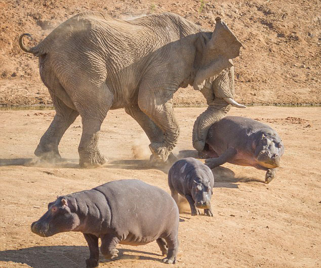 Une hippopotame attaqué par un éléphant