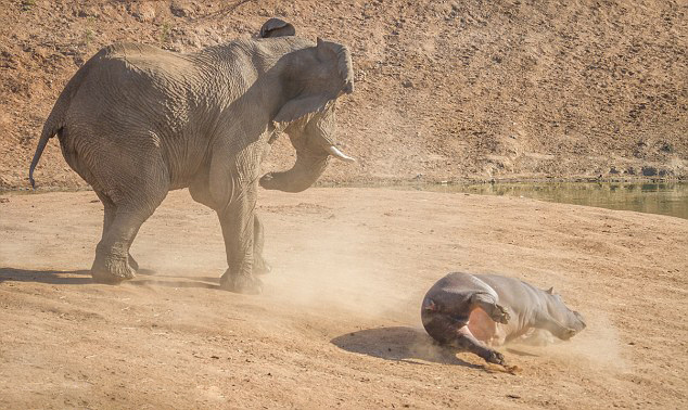 Une hippopotame attaqué par un éléphant (7)