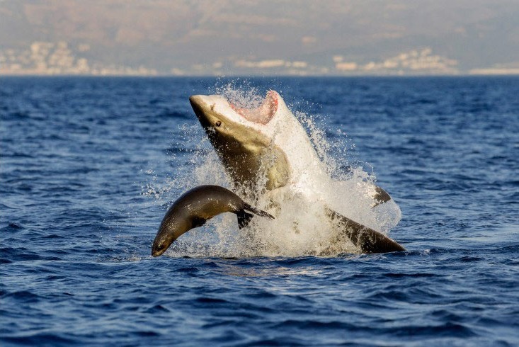 Le 26 juillet 2013, près de l'Ile aux phoques en Afrique du Sud, un requin en train de chasser un phoque. Photo prise par David Jenkins.