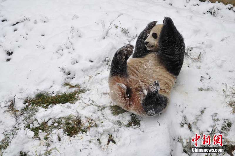 Kunming : rares chutes de neige sur la ? ville du printemps éternel ? (2)