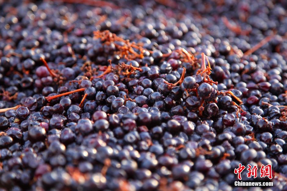 Découvrez l'usine de fabrication du vin de glace (8)