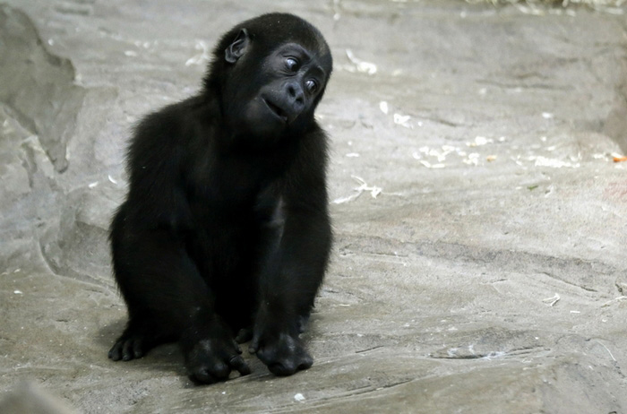 Des bébés animaux trop mignons (19)