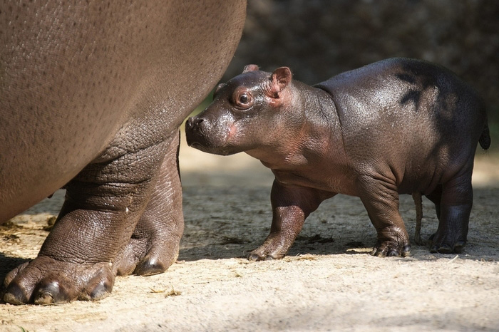 Des bébés animaux trop mignons (22)