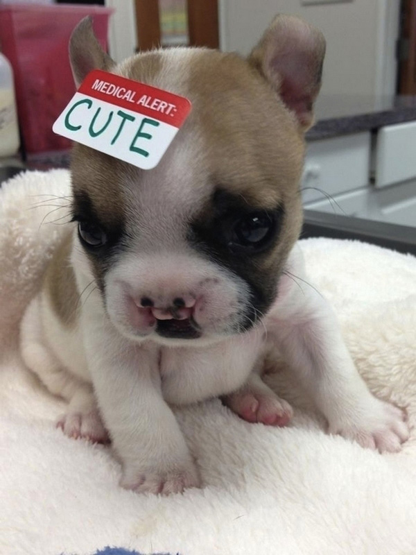 Des bébés animaux trop mignons (12)