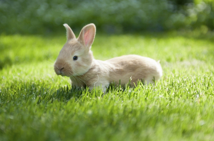 Des bébés animaux trop mignons (8)