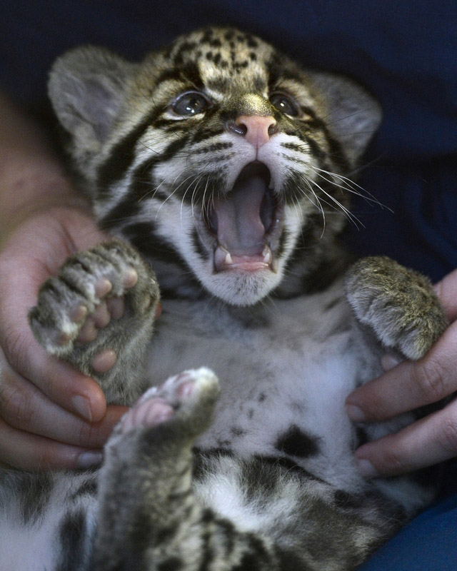 Des bébés animaux trop mignons (16)